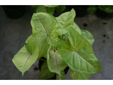 ��������� ���� ����