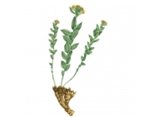 ������� ������, ������, 50� ������ �����