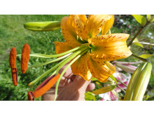 ����� �����