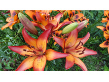 ����� ���� ������.