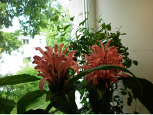 �������� ��������