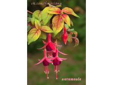 ������, ���� Autumnale