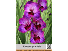 ��������� Alfafa ���� 1 �� 16�.00�.
