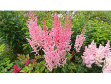 ����� ���.JPG