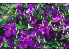 �������� No2+))