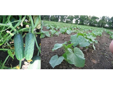 �������� 15 ���.. �������� 3 ��..jpg