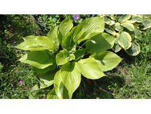 ����� ������� �� ��