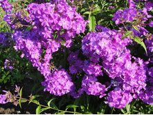 ����� ����� *