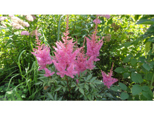 ������ ��������.JPG