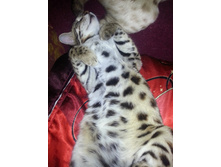 �������� �����