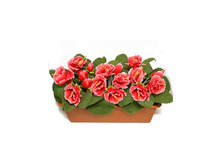 �214 ����������� ������ "���������"(�������) �214 ����������� ������ "���������"(�������) ------ �������	�214 �������,��	40 �� ����,���. (��)	1421.00