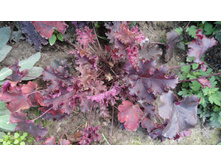 ���������� �������