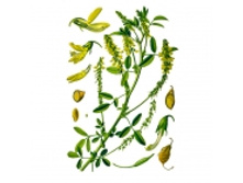 ������ �������������, �����, 50� ������������� ����