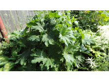 ��������� �����������������, ��� ����������� (Ligularia x palmatiloba)