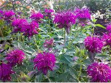 ������� ����������