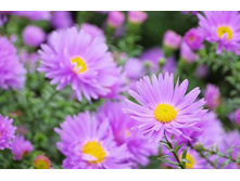 ����� ������� �������