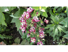 ��������� �����