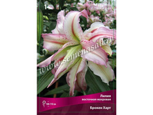 ����� ������ ����.jpg