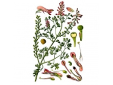 ������� �������������, �����, 50� ��������� ����