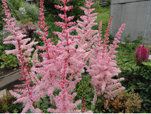 ����� ���.JPG