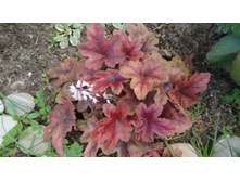 ������� ���� ��