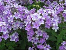 ������ޣ�(��������)*)