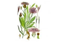 ������� �������, ������, 50� ��������� ����