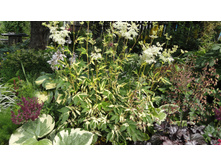 ������� ���������