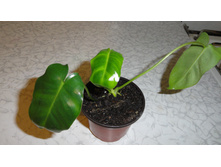 ����������� ����� ����- 150  ���.