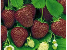 ������ ����� 60���.jpg