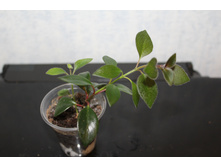 ���������� ��������� - 150 ���.JPG