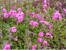 ����������� Home Fire*