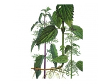 �������, ������, 50� ��������� ���� 76 ���