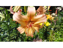 ���� �����