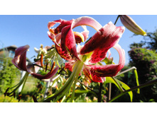 ������� ������