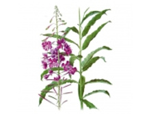 Ivan-chai fermentirovannyj thm.jpg