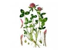 Klever lugovuy thm.jpg