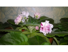 WP 20151010 20 20 57 Pro.jpg