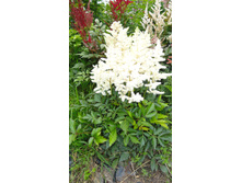 ���� ����.JPG