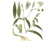 ����� ����������, �����, 50 �