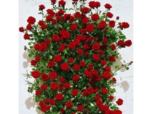 8207673.Santana - 5-82.jpg