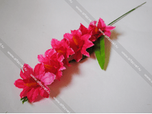 KOL Gladiol VET-6-50-11-L.png