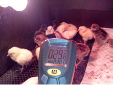 IMG 20160228 091048.jpg