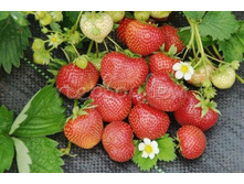 ����������� �������-42�.jpg