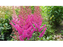 ���� ����� (3).JPG