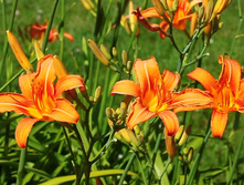 �������� ��������� 50�