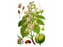 Kashtana cvet4x thm.jpg