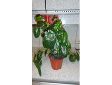 ���� ����� ...