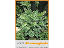 ����� Albomarginata ���� 56�.00�.