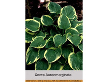 ����� Aureomarginata  ���� 61�.00�.
